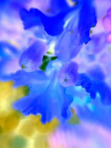 Lacy Edges Black Ornate Wood Framed Art Print with Double Matting by Grayscale