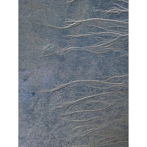 Sand Fibers I Black Modern Wood Framed Art Print with Double Matting by Grayscale