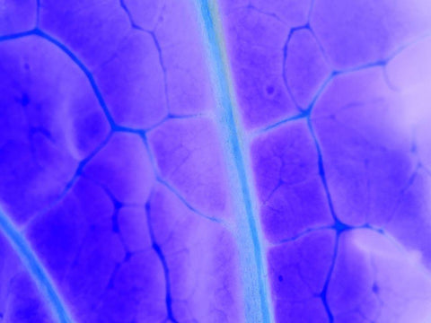 Turquoise Ridge I Black Ornate Wood Framed Art Print with Double Matting by Grayscale