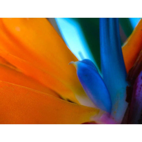 Bird Of Paradise I Gold Ornate Wood Framed Art Print with Double Matting by Grayscale