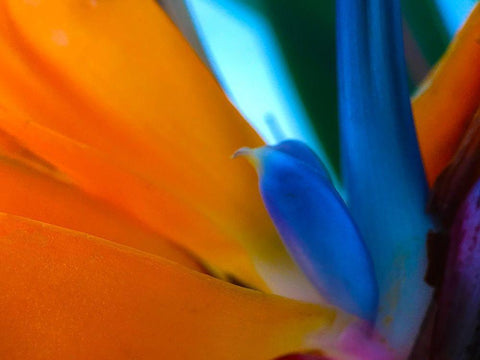 Bird Of Paradise I White Modern Wood Framed Art Print with Double Matting by Grayscale