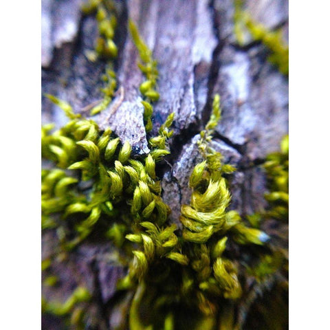 Bark Hair I White Modern Wood Framed Art Print by Grayscale