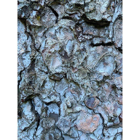Bark Scales II Black Modern Wood Framed Art Print with Double Matting by Grayscale