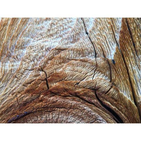 Bark Arc I White Modern Wood Framed Art Print by Grayscale