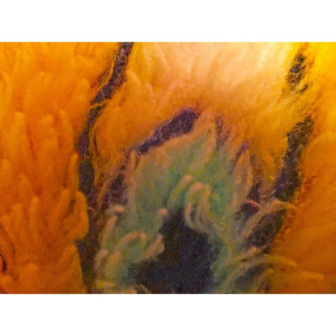 Orange Furry II Gold Ornate Wood Framed Art Print with Double Matting by Grayscale