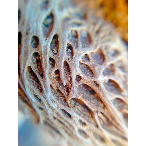 Fibers I White Modern Wood Framed Art Print by Grayscale