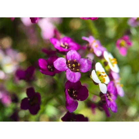 Alyssum I Gold Ornate Wood Framed Art Print with Double Matting by Grayscale