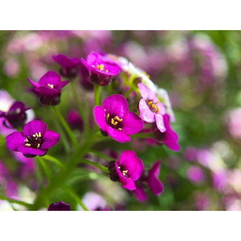 Alyssum II Gold Ornate Wood Framed Art Print with Double Matting by Grayscale