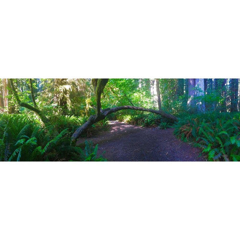 Arch Tree I White Modern Wood Framed Art Print by Grayscale