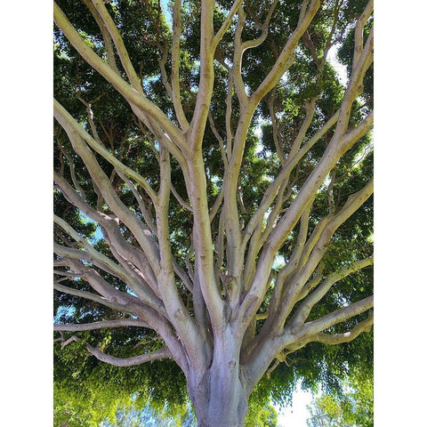 Tree Canopy XIV Black Modern Wood Framed Art Print with Double Matting by Grayscale