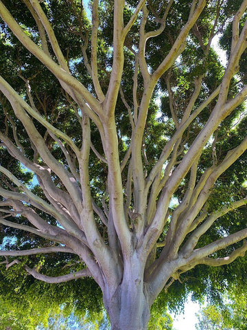 Tree Canopy XIV White Modern Wood Framed Art Print with Double Matting by Grayscale