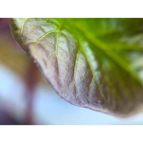Leaf Edge I Black Modern Wood Framed Art Print by Grayscale