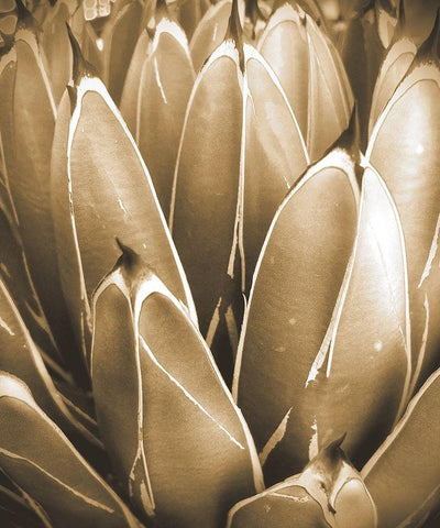 Agave Sepia Black Ornate Wood Framed Art Print with Double Matting by Tenoever, William