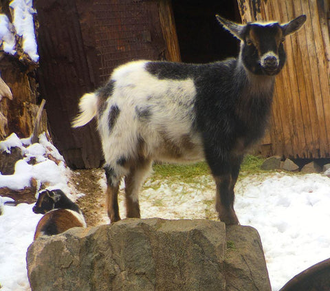 Two Goats White Modern Wood Framed Art Print with Double Matting by Popcorn