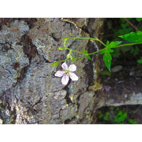 Purple Flower White Modern Wood Framed Art Print by Popcorn