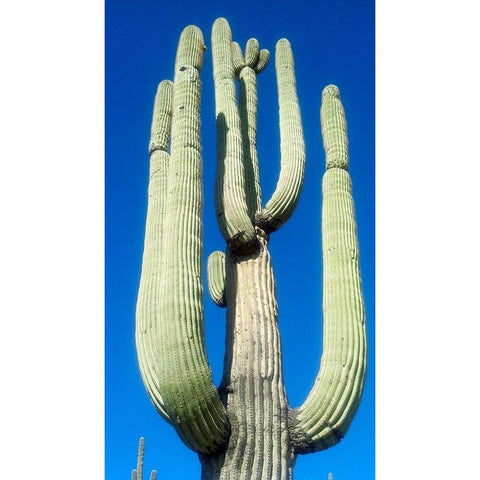 Saguaro 1 White Modern Wood Framed Art Print by Popcorn