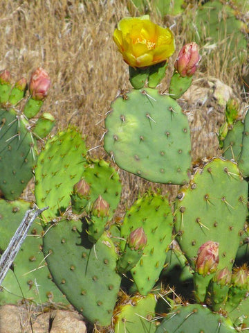 Prickly Pear II Black Ornate Wood Framed Art Print with Double Matting by Popcorn