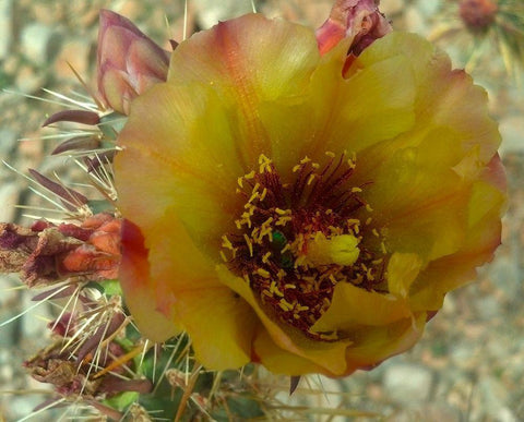 Cholla Bloom V White Modern Wood Framed Art Print with Double Matting by Popcorn