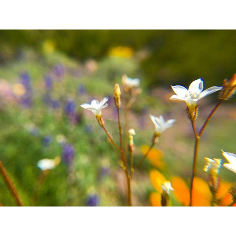 Wildflower IV White Modern Wood Framed Art Print by Popcorn