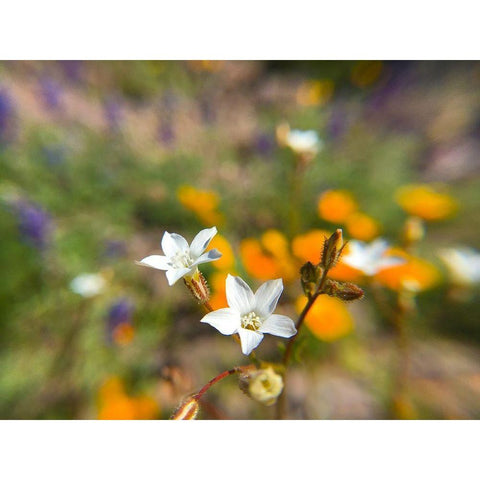Wildflower VI White Modern Wood Framed Art Print by Popcorn