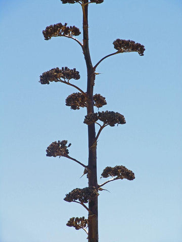 Century Plant II Black Ornate Wood Framed Art Print with Double Matting by Popcorn