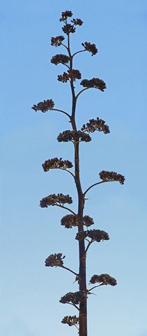 Century Plant IV Black Ornate Wood Framed Art Print with Double Matting by Popcorn