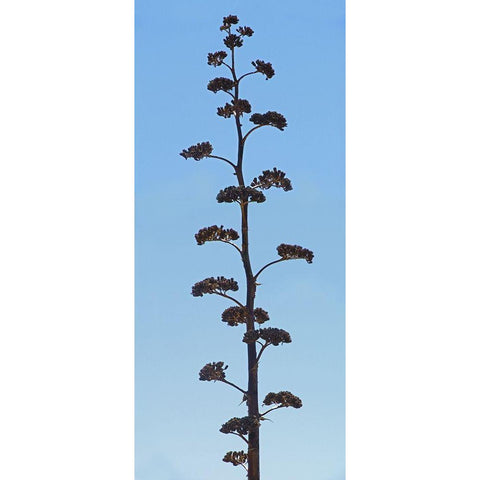 Century Plant IV Black Modern Wood Framed Art Print with Double Matting by Popcorn