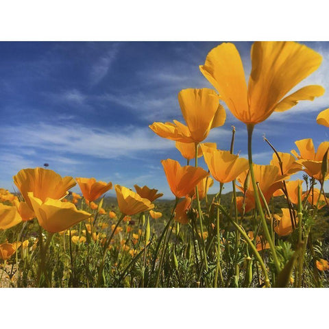 Wildflowers XII White Modern Wood Framed Art Print by Popcorn