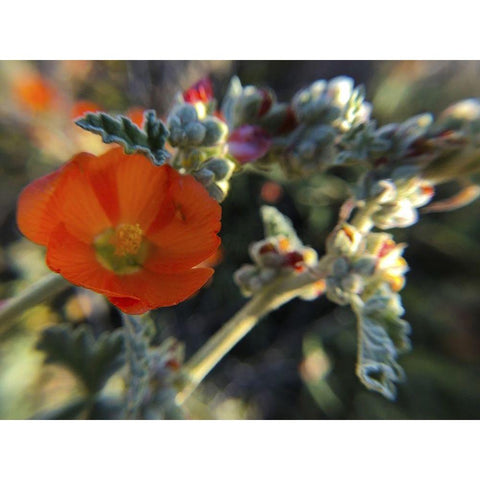 Wildflowers XXI White Modern Wood Framed Art Print by Popcorn