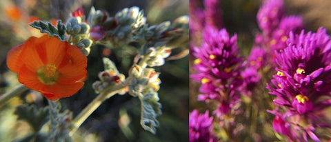 Wildflowers Collage III White Modern Wood Framed Art Print with Double Matting by Popcorn