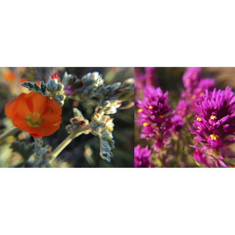 Wildflowers Collage III Black Modern Wood Framed Art Print with Double Matting by Popcorn