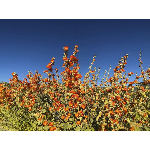 Wildflowers XXIII Black Modern Wood Framed Art Print by Popcorn