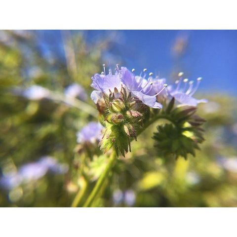 Wildflowers XXIX White Modern Wood Framed Art Print by Popcorn