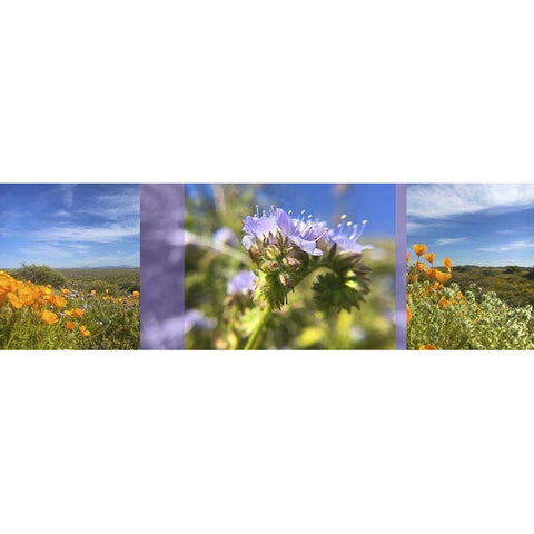 Wildflowers Collage IV White Modern Wood Framed Art Print by Popcorn