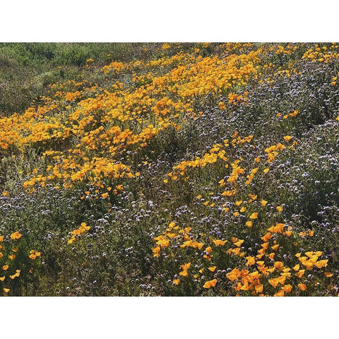 Wildflowers XXVI Gold Ornate Wood Framed Art Print with Double Matting by Popcorn