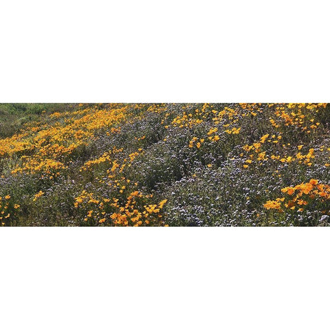 Wildflowers XXVIII Black Modern Wood Framed Art Print with Double Matting by Popcorn