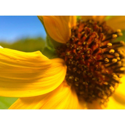 Sunflower I Black Modern Wood Framed Art Print with Double Matting by Popcorn