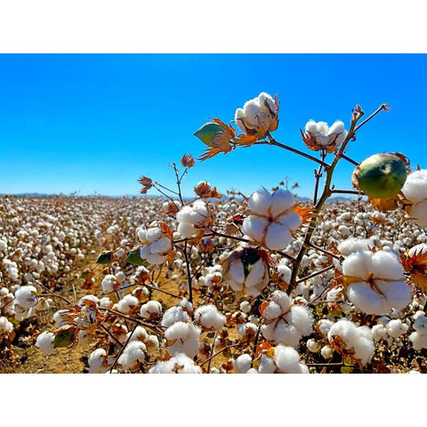 CottonFields2 White Modern Wood Framed Art Print by Tenoever, William