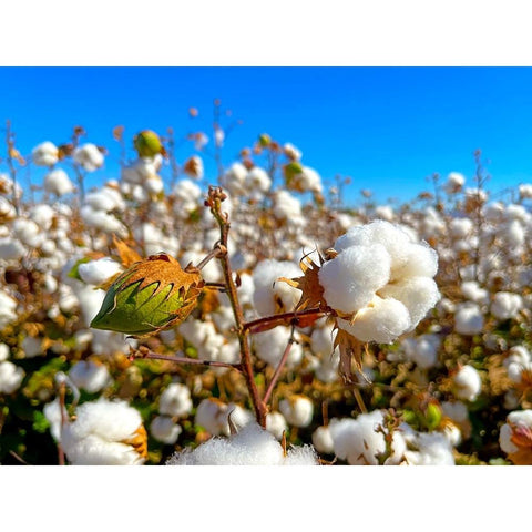 CottonFields3 White Modern Wood Framed Art Print by Tenoever, William