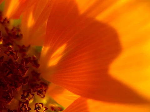 Sunflower1 White Modern Wood Framed Art Print with Double Matting by Tenoever, William