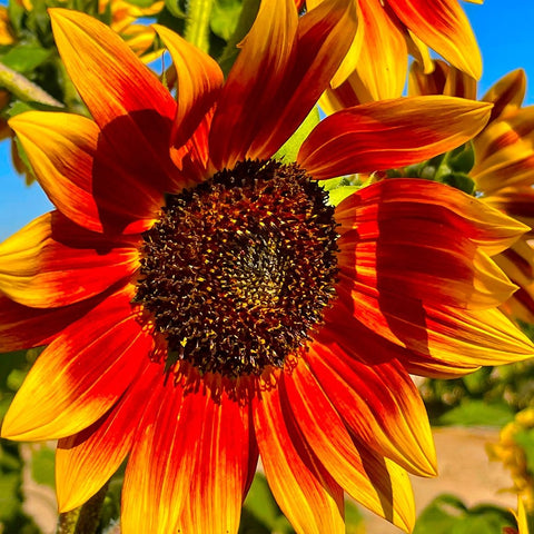 LittleBeckaSunFlower White Modern Wood Framed Art Print with Double Matting by Tenoever, William