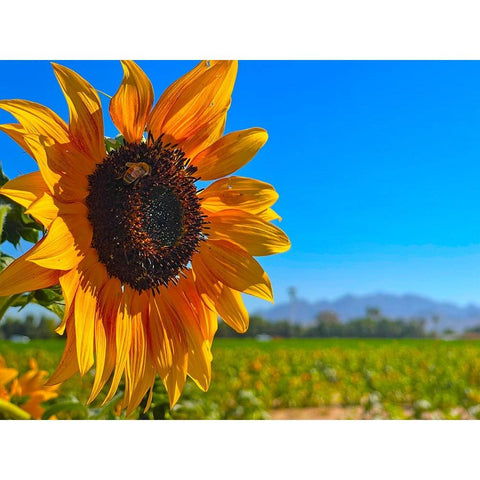 Sunflower3 Black Modern Wood Framed Art Print with Double Matting by Tenoever, William