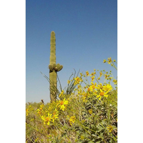 Desert Scape 3 Black Modern Wood Framed Art Print with Double Matting by Popcorn
