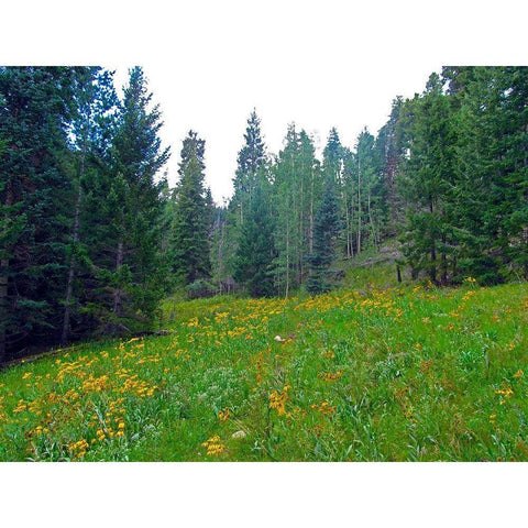 Wildflower IX White Modern Wood Framed Art Print by Popcorn