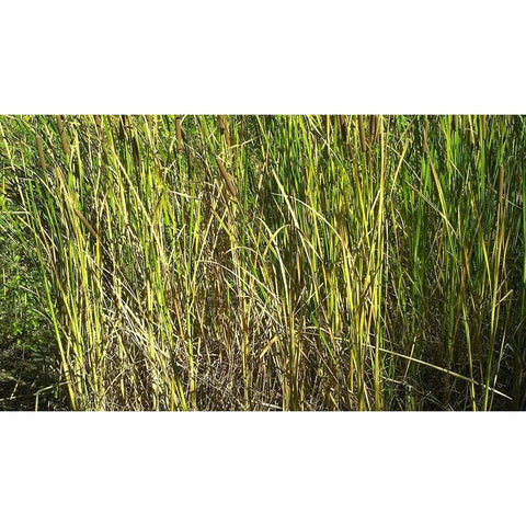 Roper Lake III: Grasses II White Modern Wood Framed Art Print by Popcorn