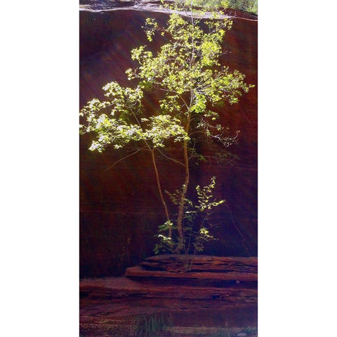 Oak Creek Canyon I White Modern Wood Framed Art Print by Popcorn