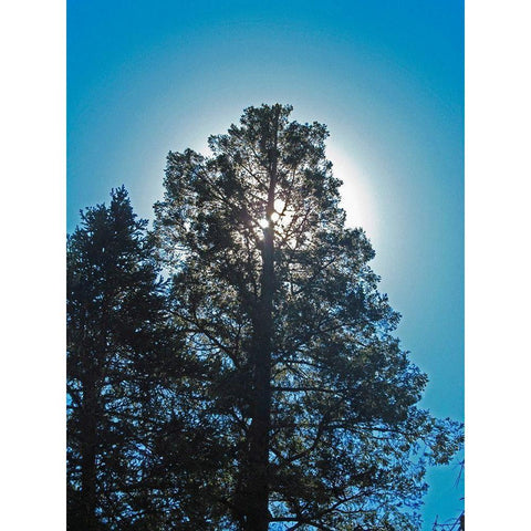 Tree 2 White Modern Wood Framed Art Print by Popcorn