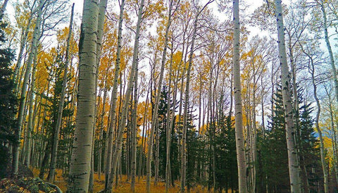 Aspens in Fall I White Modern Wood Framed Art Print with Double Matting by Tenoever, William