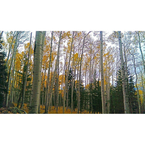 Aspens in Fall I White Modern Wood Framed Art Print by Tenoever, William