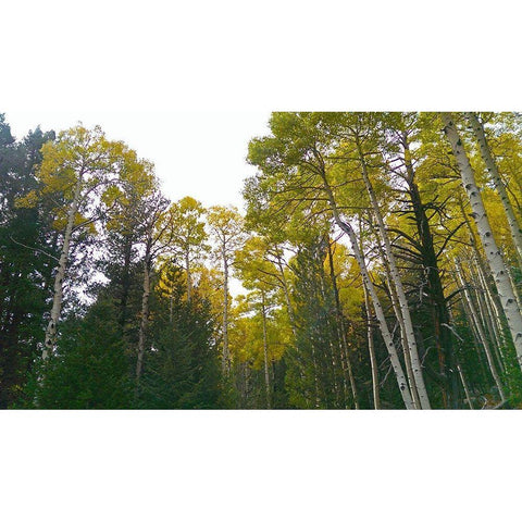 Aspens in Fall II White Modern Wood Framed Art Print by Tenoever, William